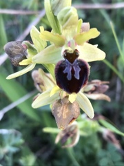 Ophrys sphegodes sphegodes