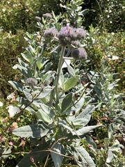 Eriodictyon traskiae smithii