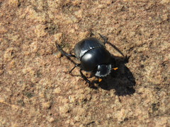 Scarabaeus rusticus