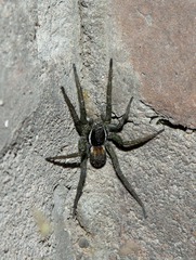 Diapontia uruguayensis