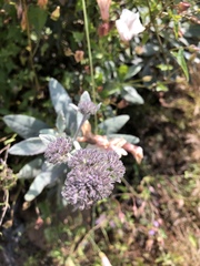 Eriodictyon traskiae smithii