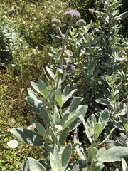 Eriodictyon traskiae smithii