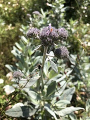 Eriodictyon traskiae smithii