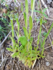 Myosotis discolor