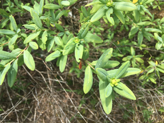 Hypericum frondosum
