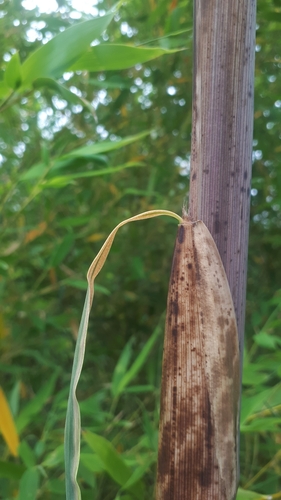 Phyllostachys aurea