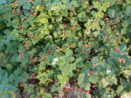 iNaturalist observation photo of Blackberries