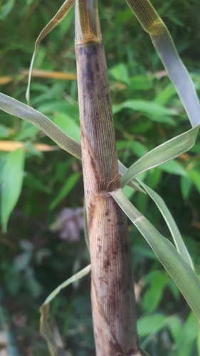 Phyllostachys aurea