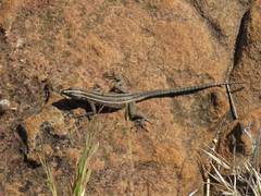 Platysaurus