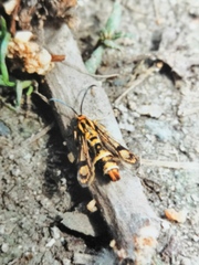Chamaesphecia empiformis