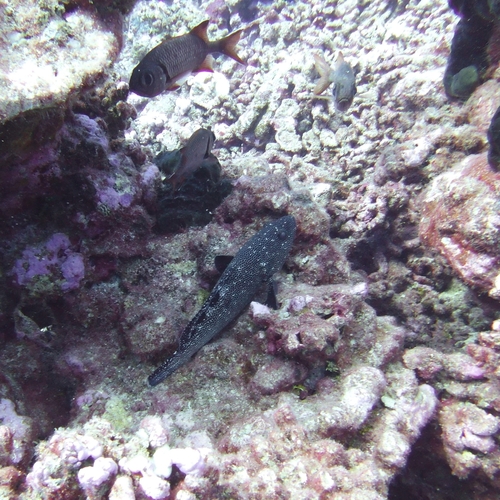 Epinephelus socialis observed 2024-05-26