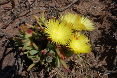 Cheiridopsis rostrata