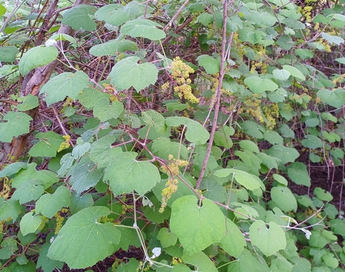 iNaturalist observation photo of desert wild grape
