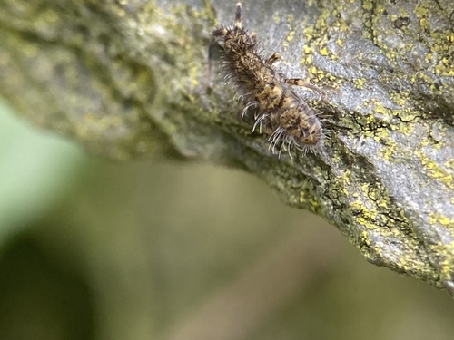 Shaggy Springtail, Emmaweg, Meerssen, Limburg, NL, photo 9 of 10
