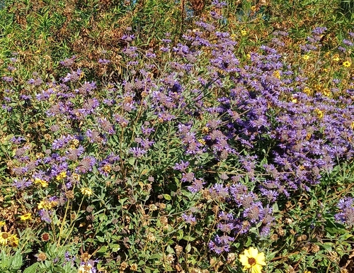 iNaturalist observation photo of purple sage