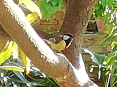 Parus major
