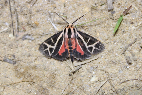 Figured Tiger Moth photo 4