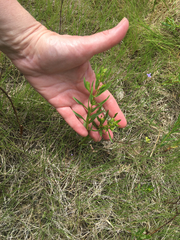 Hypericum sphaerocarpum