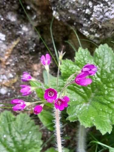 Image of Primula matthioli by (c) Edi Sz., some rights reserved (CC BY)