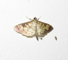 Ategumia matutinalis