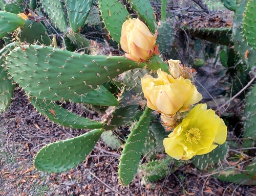 iNaturalist observation photo of Indian fig opuntia