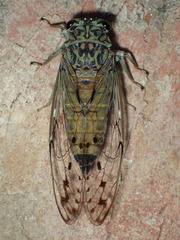 Neocicada hieroglyphica