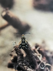Chamaesphecia nigrifrons