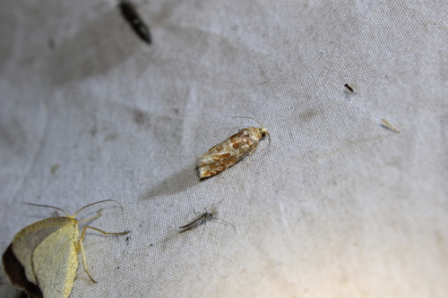 Shortleaf Pine Coneborer Moth photo 2