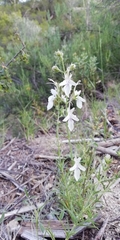 Teucrium pseudochamaepitys