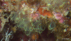 Clavelinidae
