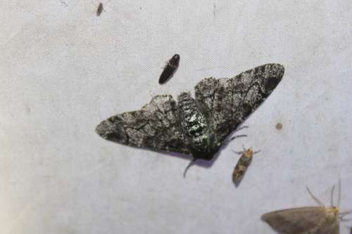 Peppered Moth photo 5