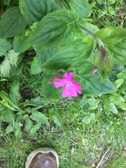 Silene dioica