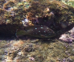 Epinephelus labriformis