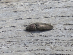 Actenicerus siaelandicus