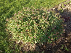 Pulmonaria saccharata
