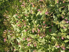 Pulmonaria saccharata