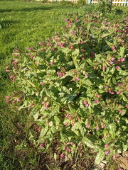 Pulmonaria saccharata