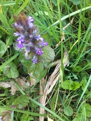 Ajuga reptans