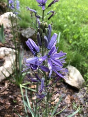 Camassia leichtlinii