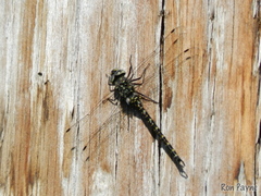 Gomphaeschna furcillata