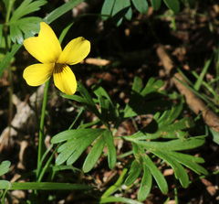 Viola sheltonii