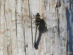 Gomphaeschna furcillata