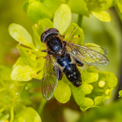 Anasimyia bilinearis
