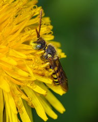 Nomada luteoloides