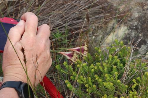 Image of Gladiolus maculatus by (c) Tony Rebelo, some rights reserved (CC BY-SA)
