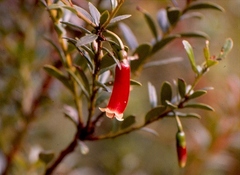 Dimorphanthera microphylla
