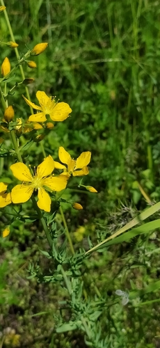 Hypericum elongatum (Hypericum elongatum)