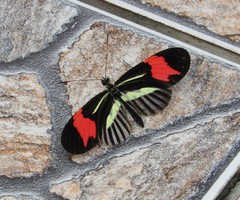 Heliconius besckei