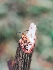 Chamaesphecia tenthrediniformis
