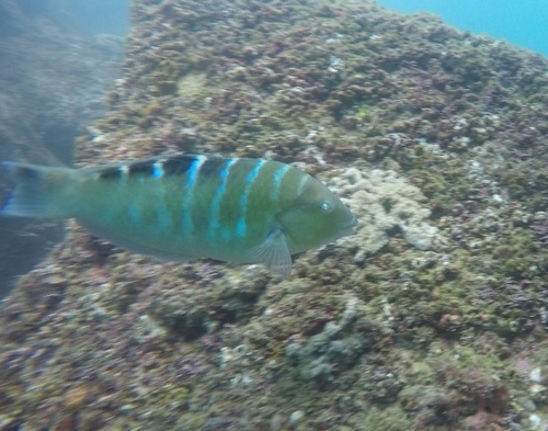 Banded Wrasse